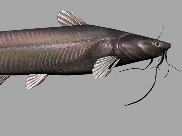 3d channel catfish - catfish by Sleepless Creations